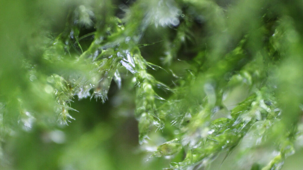 Moos & Eigenschaften - NatureRooms